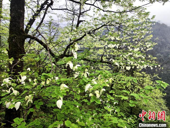 山穀兩(liang) 側(ce) 高大繁茂的珙桐樹。　呂楊 攝