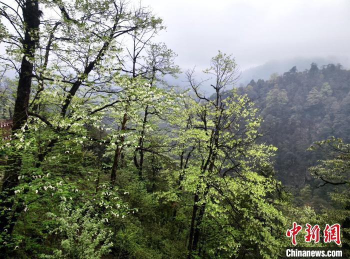 珙桐花朵潔白素雅，與(yu) 青山雨霧融為(wei) 一體(ti) 。　呂楊 攝