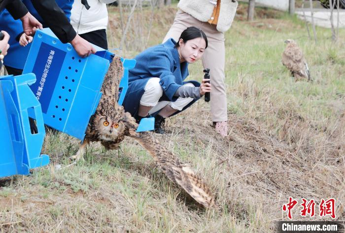 圖為(wei) 西寧野生動物園救護的雕鴞在西寧市放歸大自然。　馬銘言 攝