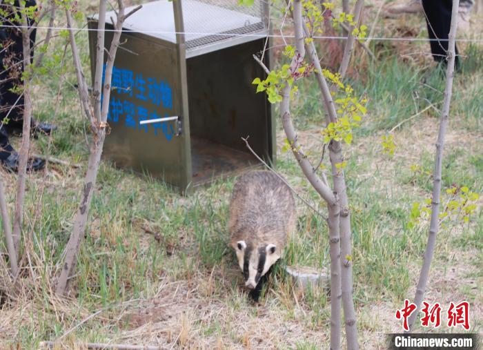 圖為(wei) 西寧野生動物園救護的狗獾在西寧市放歸大自然。　馬銘言 攝