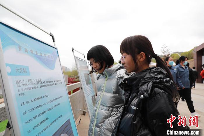 圖為(wei) 學生通過展板了解青海常見鳥類。　馬銘言 攝