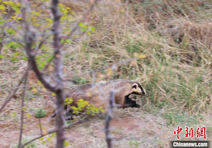 圖為(wei) 西寧野生動物園救護的狗獾在西寧市放歸大自然。　馬銘言 攝
