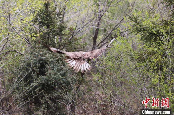 圖為(wei) 西寧野生動物園救護的大鵟在西寧市放歸大自然。　馬銘言 攝