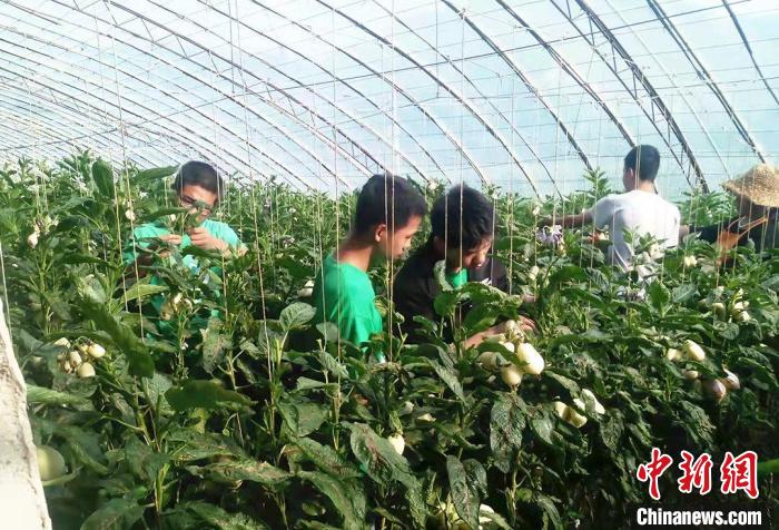 甘肅高校師生聚焦祁連山農(nong) 牧區：“微策略”守護生態文化