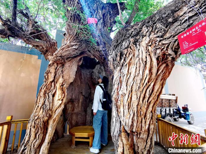 青海海東(dong) 市阿河灘地質文化村：古樹新枝、丹山碧水