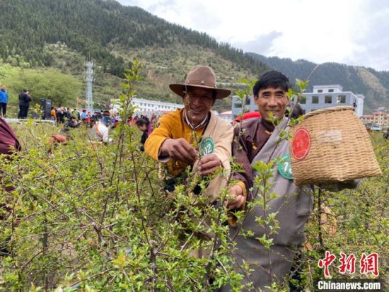 圖為(wei) 當地農(nong) 牧民進行藏雪茶采摘比賽。　王劍輝 攝