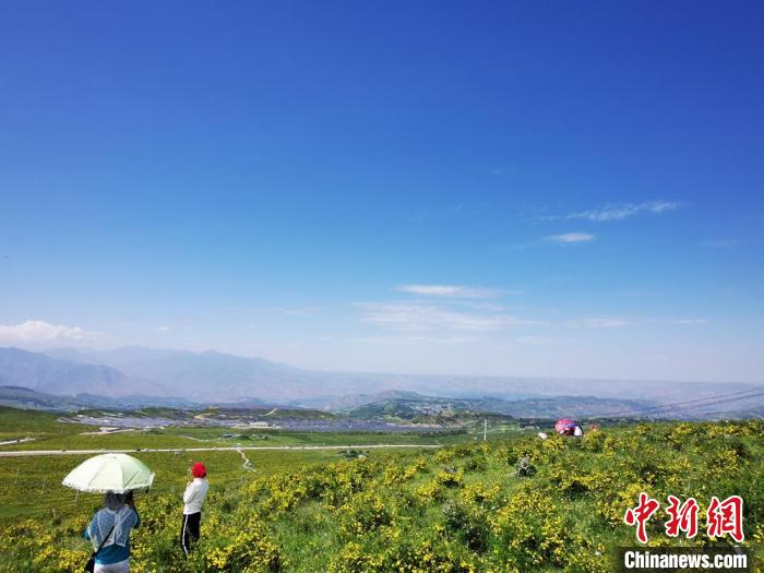 2020年07月07日拍攝於(yu) 臨(lin) 夏州積石山縣境內(nei) ，生態環境逐漸恢複，小黃花開遍山間。(資料圖) 殷春永 攝