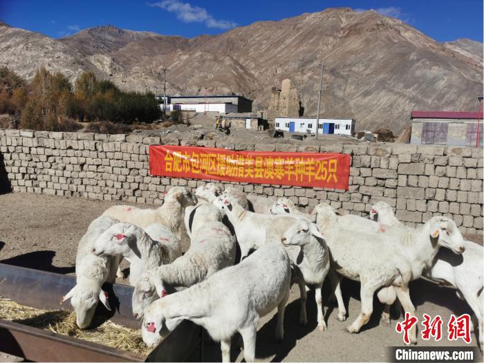 安徽援助西藏一批澳寒種羊助力當地畜牧業(ye) 發展