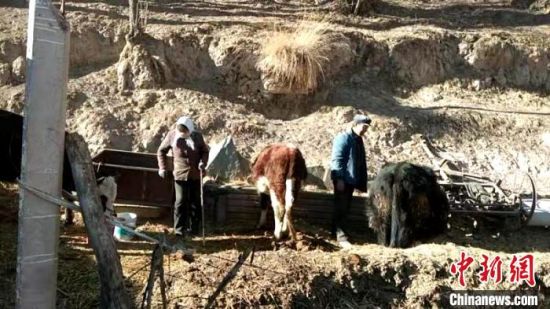 圖為(wei) 孔繁福夫妻正在收拾牛圈。　李雋　攝