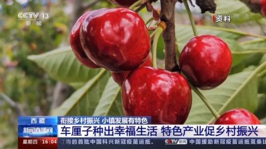 種蘑菇、養(yang) 駱駝...。。特色產(chan) 業(ye) 助力鄉(xiang) 村振興(xing) 走新路