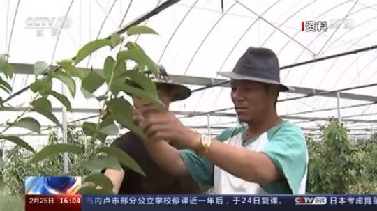 種蘑菇、養(yang) 駱駝...。。特色產(chan) 業(ye) 助力鄉(xiang) 村振興(xing) 走新路