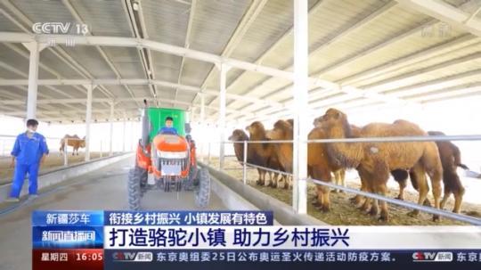 種蘑菇、養(yang) 駱駝...。。特色產(chan) 業(ye) 助力鄉(xiang) 村振興(xing) 走新路