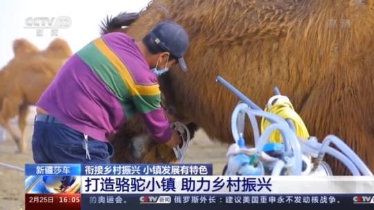 種蘑菇、養(yang) 駱駝...。。特色產(chan) 業(ye) 助力鄉(xiang) 村振興(xing) 走新路