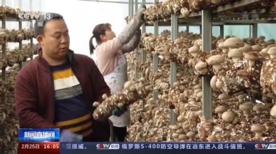 種蘑菇、養(yang) 駱駝...。。特色產(chan) 業(ye) 助力鄉(xiang) 村振興(xing) 走新路