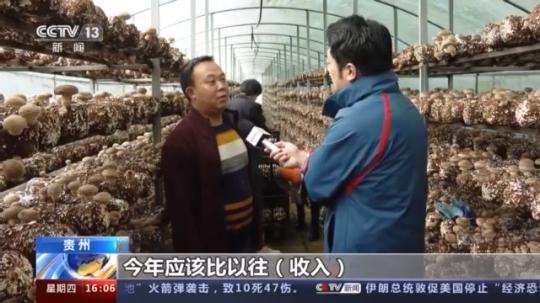 種蘑菇、養(yang) 駱駝...。。特色產(chan) 業(ye) 助力鄉(xiang) 村振興(xing) 走新路
