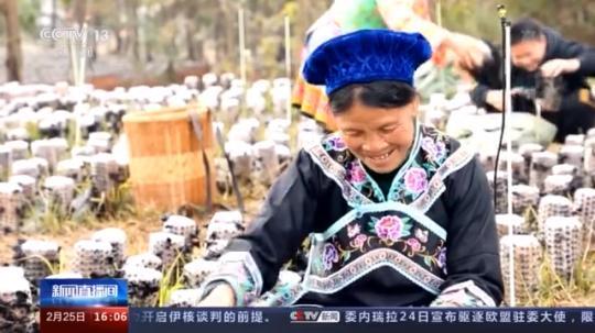 種蘑菇、養(yang) 駱駝...。。特色產(chan) 業(ye) 助力鄉(xiang) 村振興(xing) 走新路