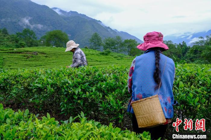 西藏墨脫茶葉成為(wei) 農(nong) 牧民增收致富“金葉子”