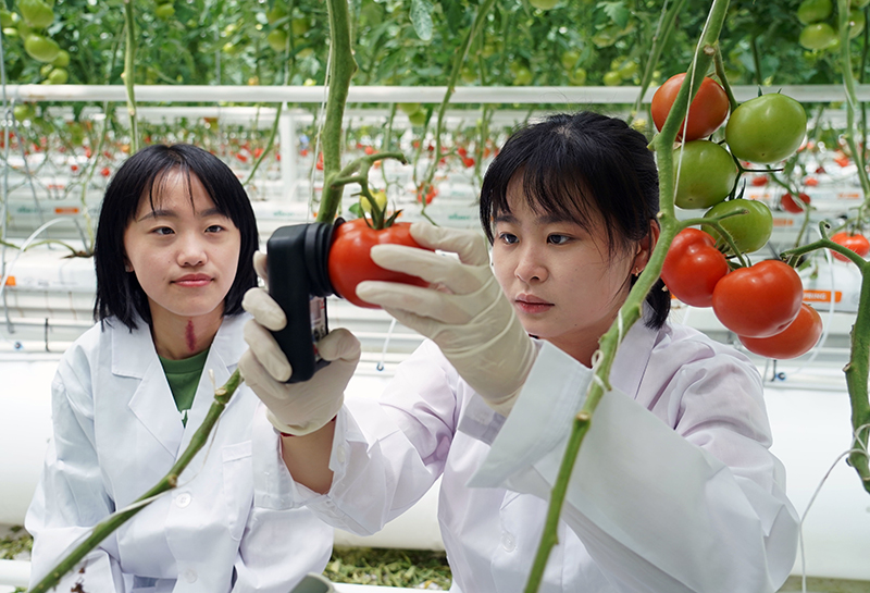 2023年5月28日，北京市平穀區峪口鎮西樊各莊村科技小院駐村大學生在平穀區峪口鎮京瓦溫室園藝示範園測量番茄果實硬度。
