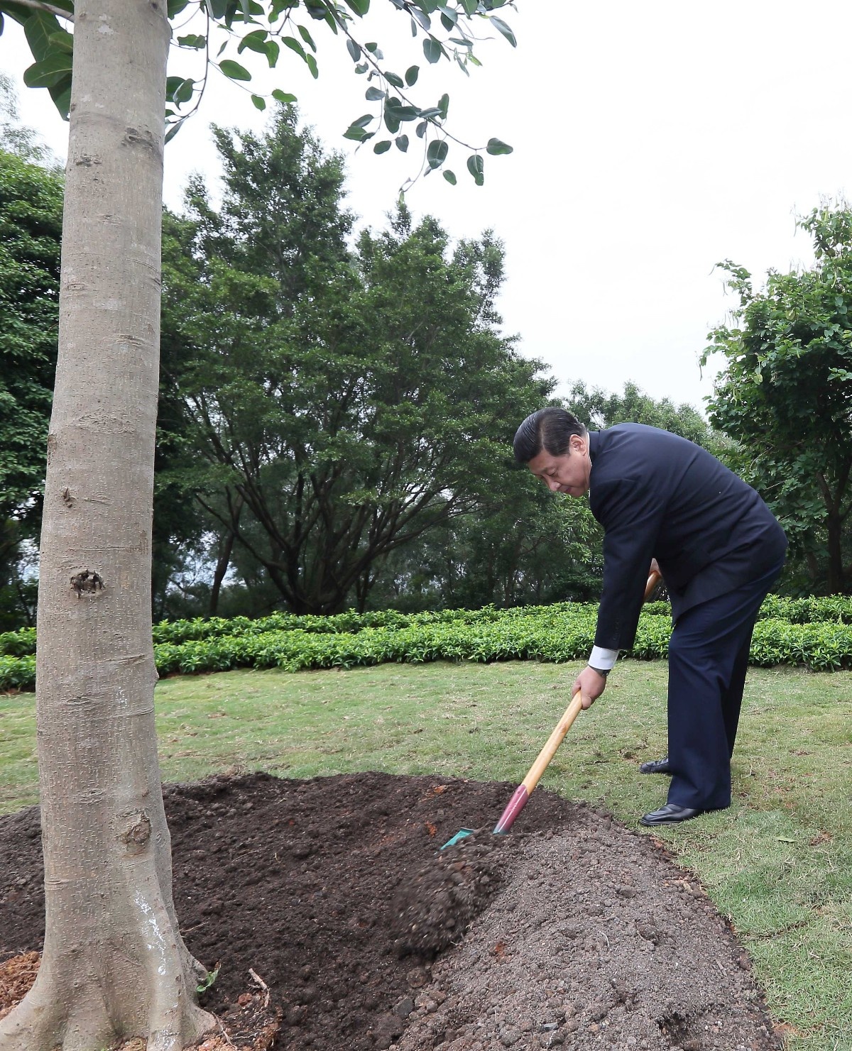 2012年12月8日，習(xi) 近平在深圳蓮花山公園種下一棵高山榕樹。