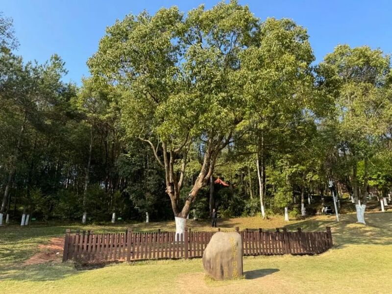習(xi) 近平同誌為(wei) 福建省長汀縣水土保持科教園捐種的香樟樹。圖源：學習(xi) 時報