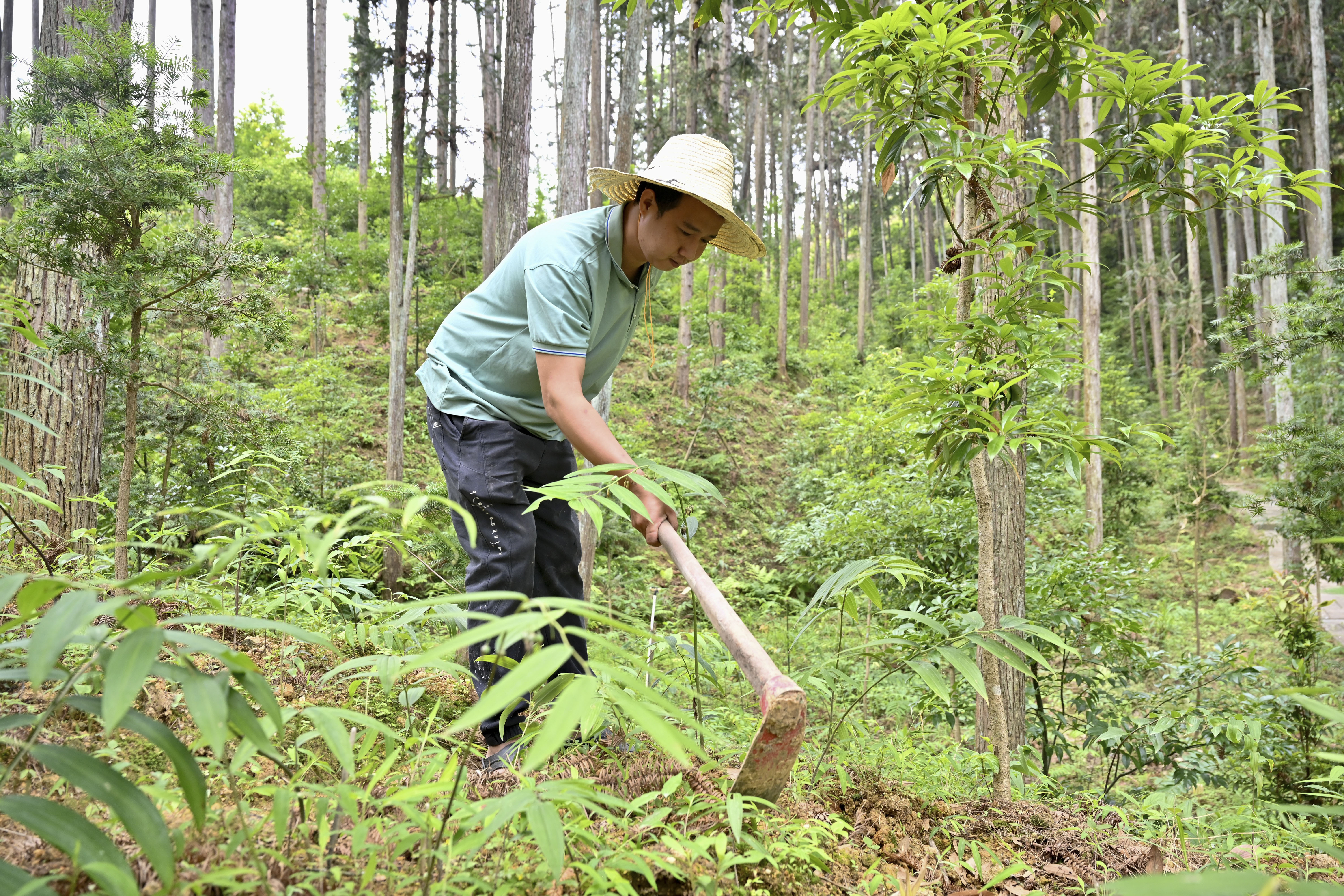 2024年5月9日，福建省三明市馬岩林下經濟種植示範基地工人在管理林下種植的多花黃精。