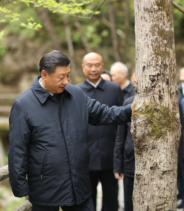 　2020年4月，習(xi) 近平總書(shu) 記來到位於(yu) 商洛市柞水縣的秦嶺牛背梁國家級自然保護區，考察秦嶺生態保護情況。新華社記者 鞠鵬 攝