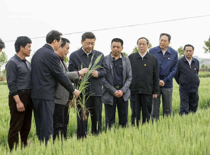 2016年4月25日下午，習(xi) 近平在安徽滁州市鳳陽縣小崗村察看小麥長勢。左一為(wei) 種糧大戶程夕兵。新華社記者 李學仁 攝