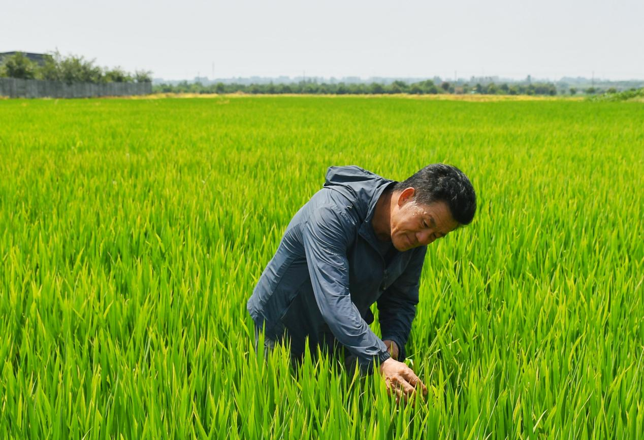 程夕兵在農(nong) 田裏檢查水稻種植情況。人民網記者 周坤 攝