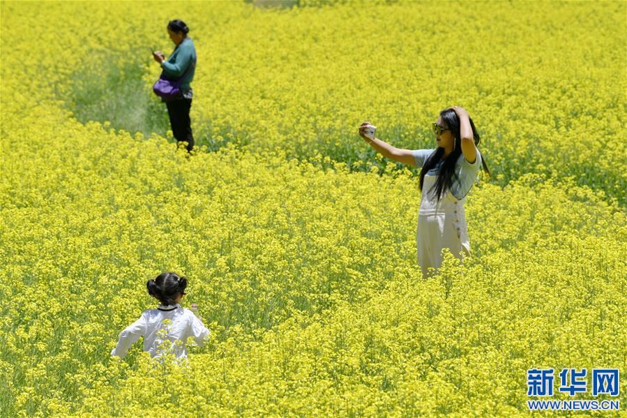（新華視界）（4）西藏紮囊：油菜花開金燦燦