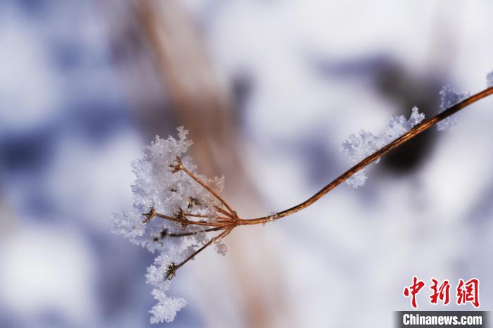 四川若爾蓋：雪後霧凇若詩若畫