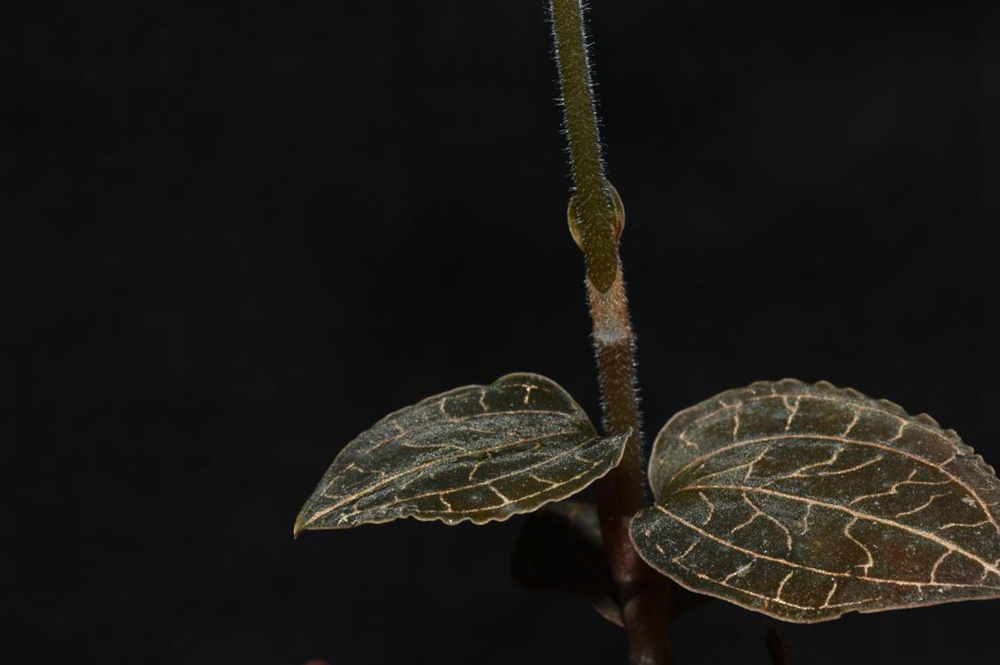 墨脫金線蘭(lan) 。金效華攝