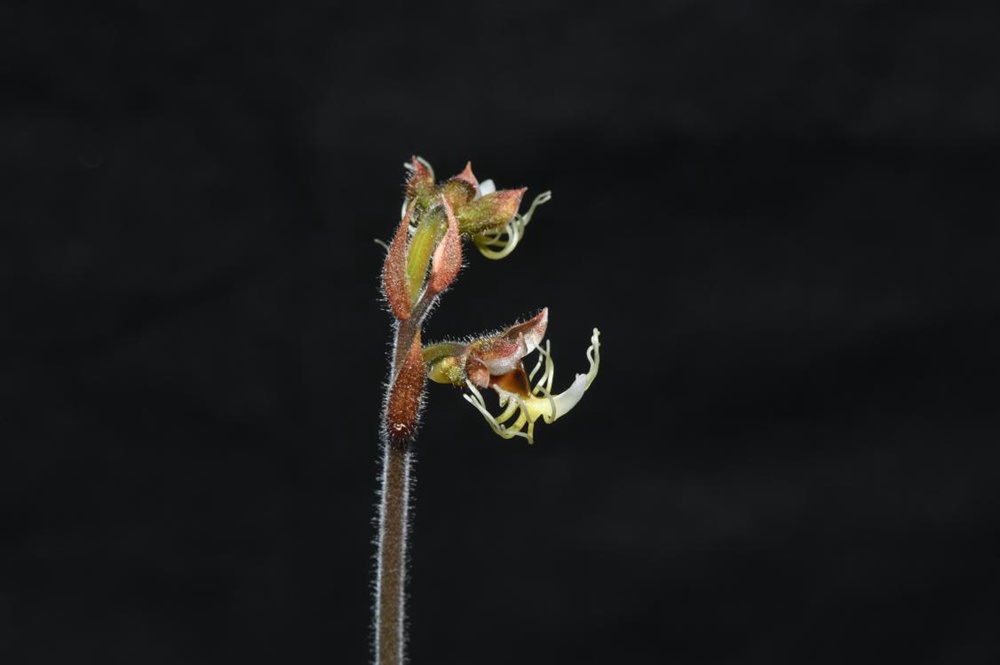 墨脫金線蘭(lan) 。金效華攝