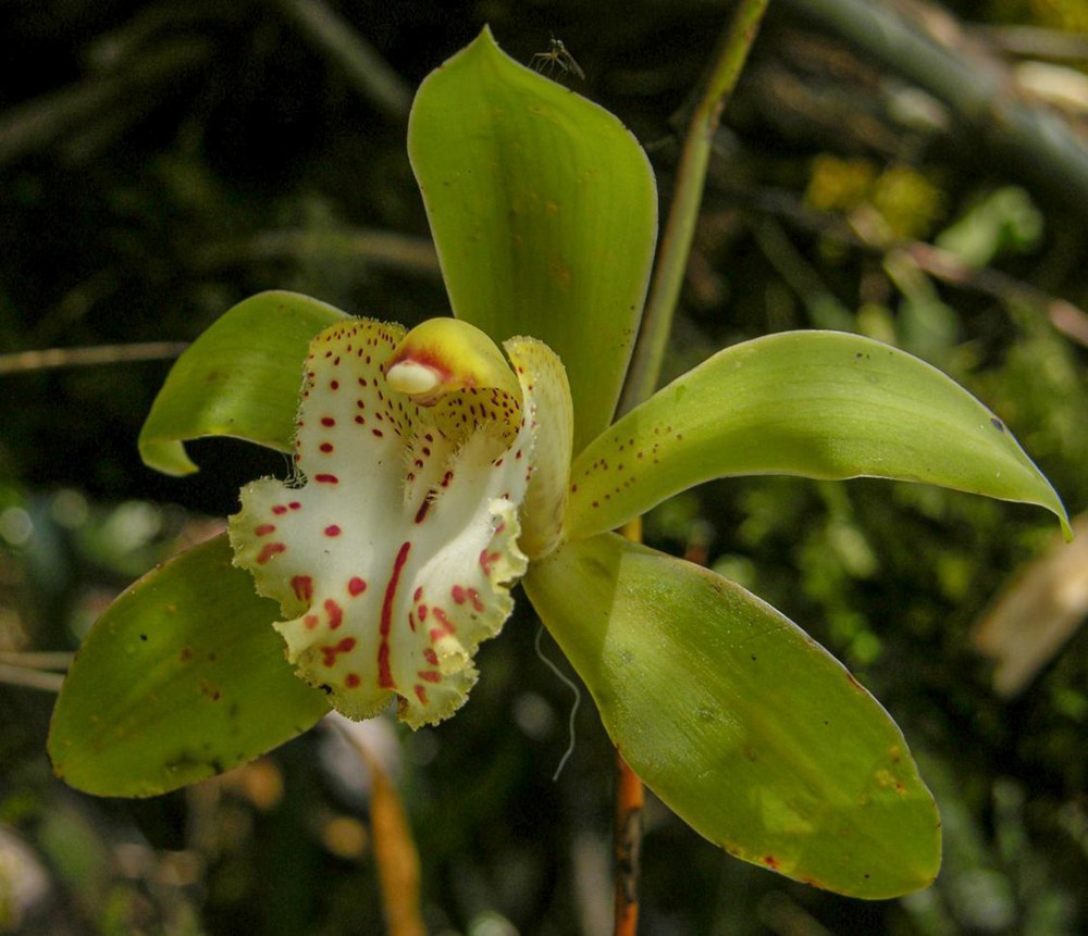 虎頭蘭(lan) 。金效華攝