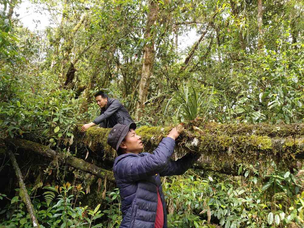 蘭(lan) 花歸野。圖片由山水自然保護中心提供