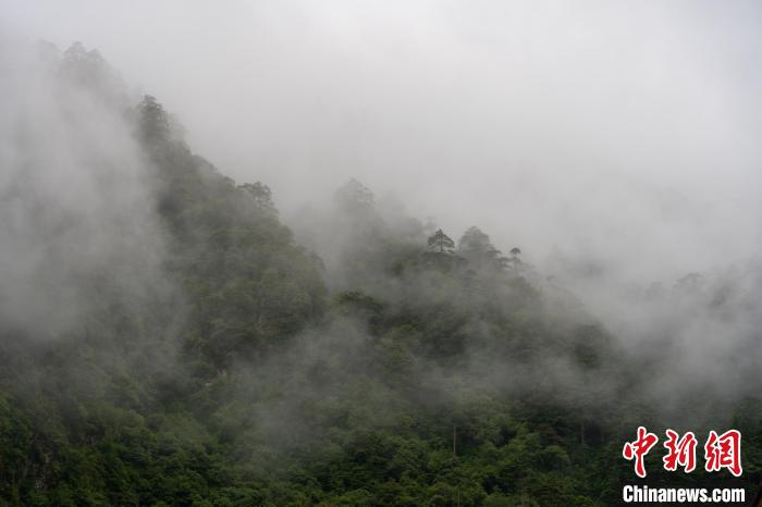 雨後勒布溝的雲(yun) 霧。　江飛波 攝