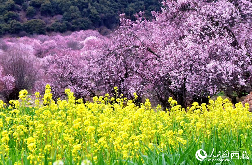 桃花與(yu) 油菜花勾勒出別樣風景。 人民網 李海霞攝