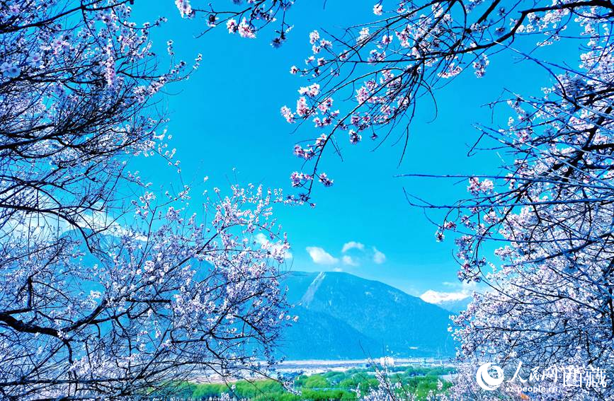 藍天與(yu) 桃花相映成趣。 人民網 李海霞攝