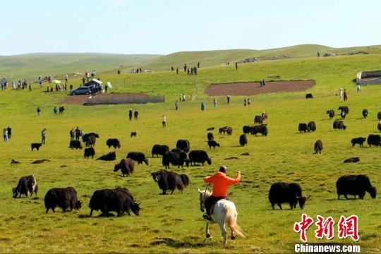 甘肅甘南藏區“綠色蝶變”原生態旅遊引眾“打卡”