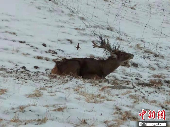 長江源頭區域一隻“受困”白唇鹿獲救