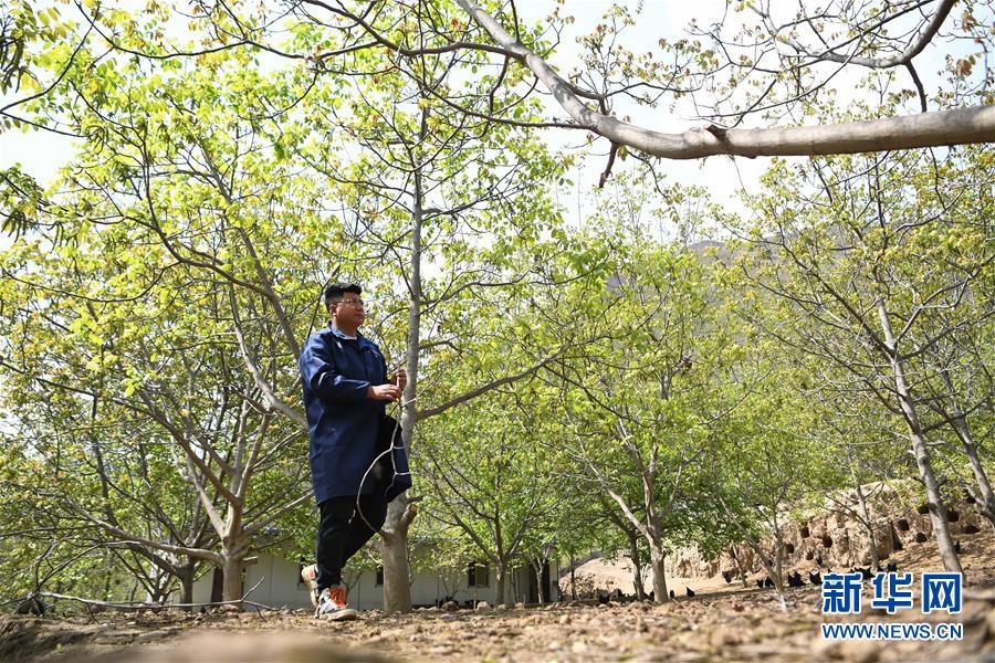 （脫貧攻堅·圖片故事）（1）“90後新農(nong) 人”的返鄉(xiang) 致富路