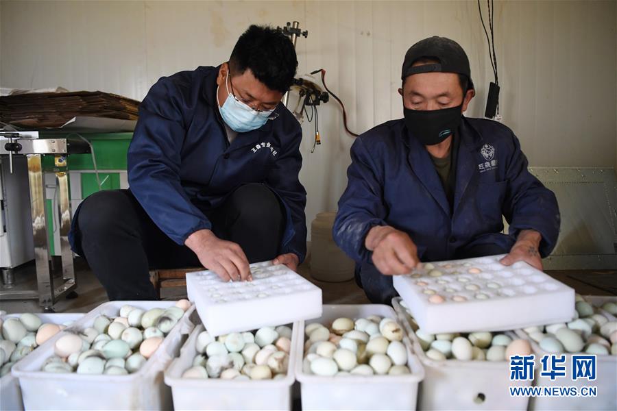 （脫貧攻堅·圖片故事）（7）“90後新農(nong) 人”的返鄉(xiang) 致富路