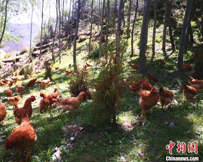 甘肅藏區“林下養(yang) 殖”沙棘雞助農(nong) 走上“綠色”致富路