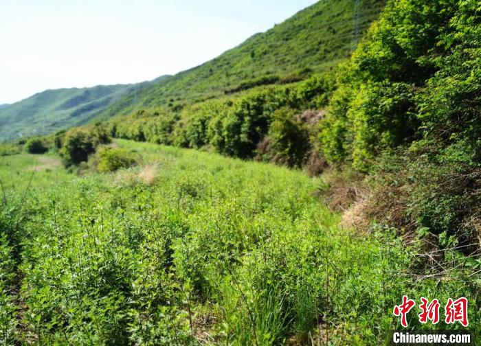 甘南藏區產(chan) 業(ye) 扶貧“兩(liang) 全其美”：大山增顏值農(nong) 戶提收入