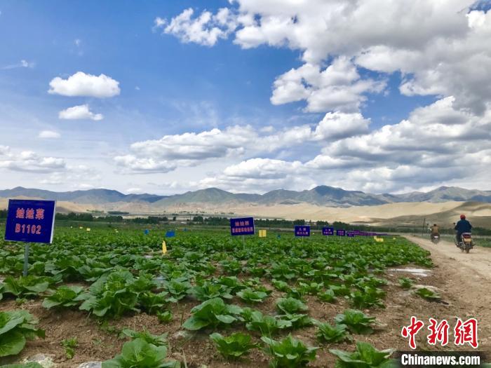 甘肅天祝“蔬菜終結地”科技育菜暢外銷：農(nong) 戶駕車下地