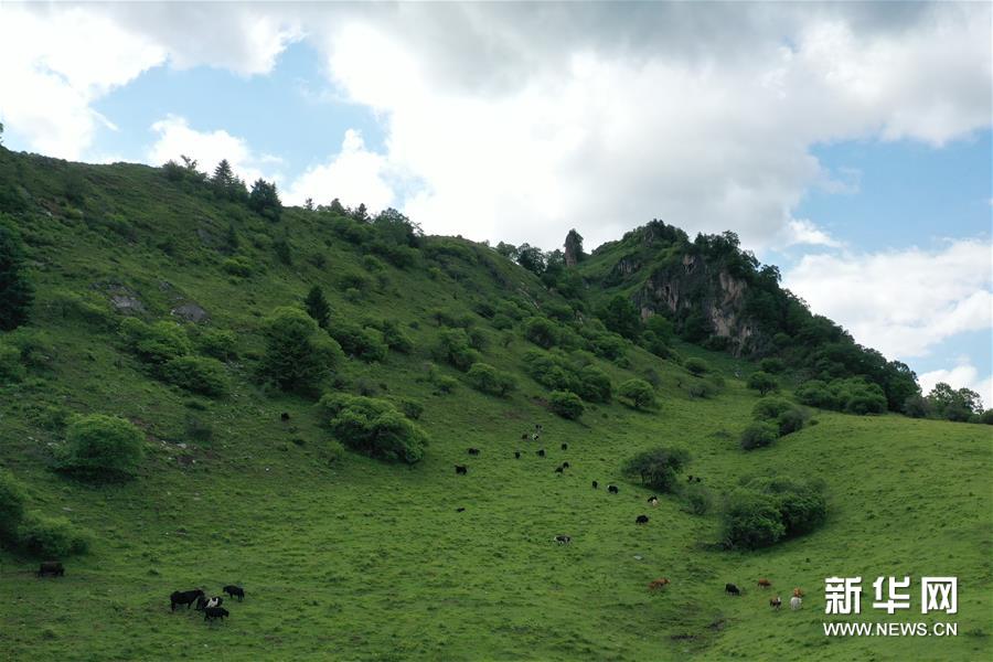 （新華視界）（5）甘肅舟曲：夏日藏鄉(xiang) 畫中景