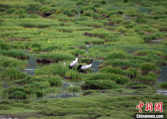 祁連山國家公園青海片區首次黑頸鶴衛星跟蹤和環誌工作完成