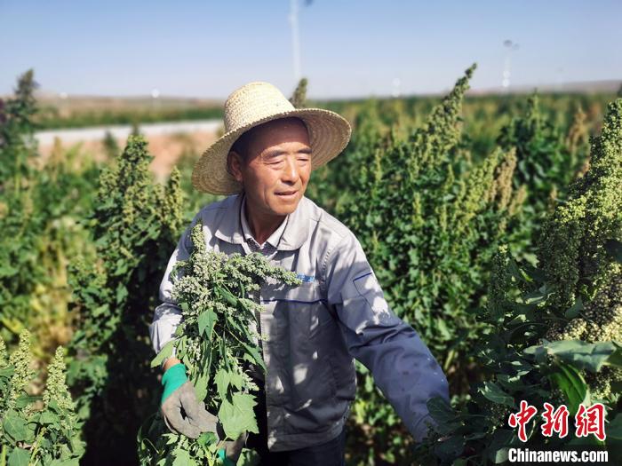 甘肅天祝：高海拔廣種藜麥已占全國麵積1/3