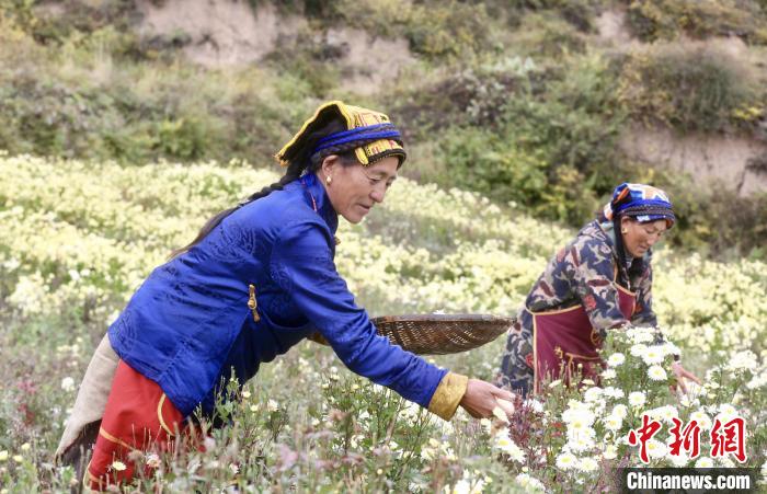 黑水村民在采摘杭白菊。桐鄉(xiang) 市宣傳(chuan) 部提供