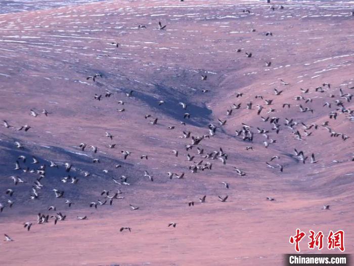 圖為(wei) 在嘉塘草原上飛翔的黑頸鶴。稱多縣委宣傳(chuan) 部供圖