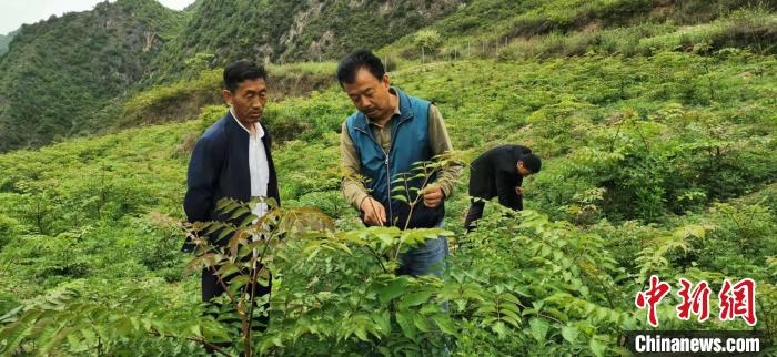 圖為(wei) 張金利調研適合阿拉村種植的農(nong) 作物，經過不斷改良技術後，產(chan) 量大大提高。(資料圖)甘肅省水利廳供圖